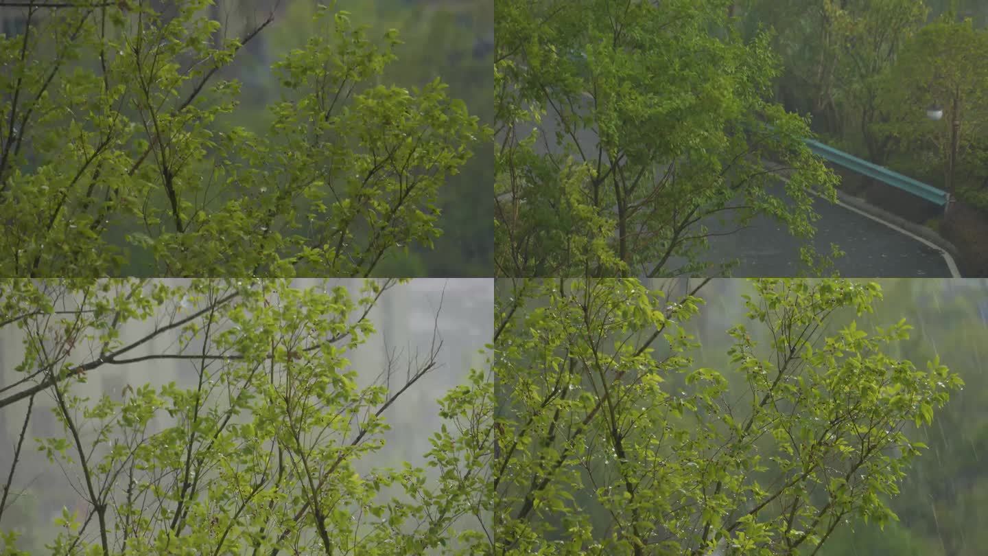 暴雨狂风肆虐 瓢泼大雨暴雨倾盆树枝摇摆