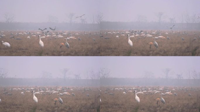 白鹤灰鹤在鄱阳湖保护区