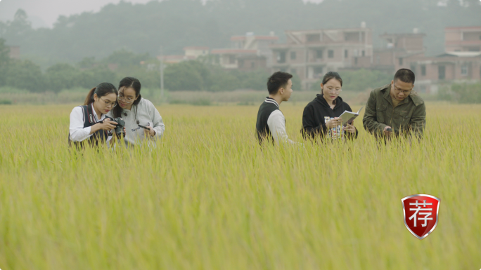 农业指导专家驻村干部在稻田检查农作物
