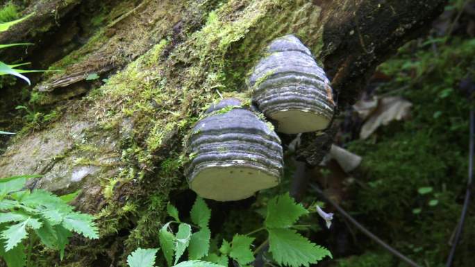 山里野林芝和植物实拍