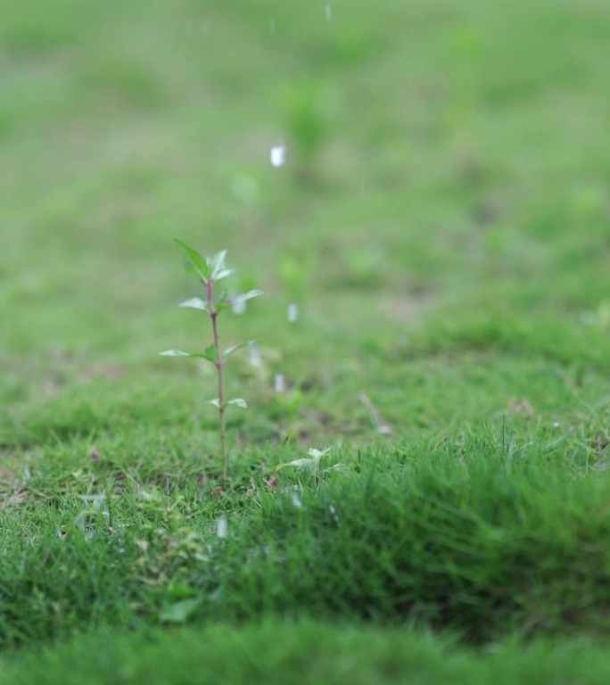 下雨淋湿草地