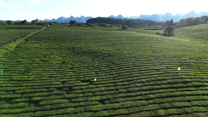 茶园茶山风光茶树种植地绿茶红茶茶道茶芽