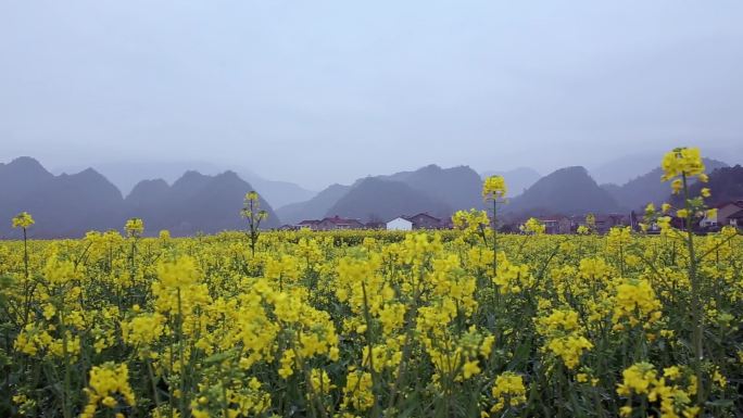 远安油菜花地