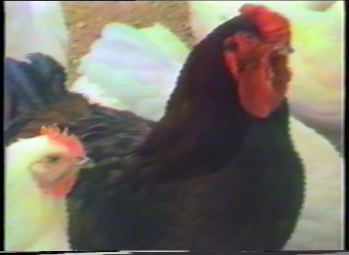 70年代老养鸡场养鸡选鸡育种老影像