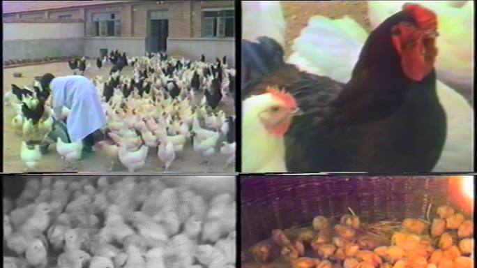 70年代老养鸡场养鸡选鸡育种老影像