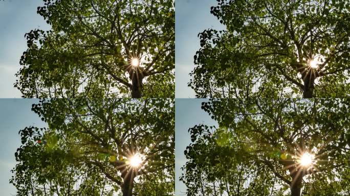 阳光透过树木