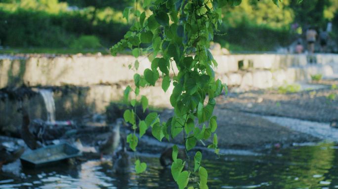 野葡萄藤倒垂在水面上