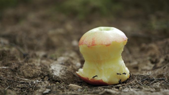 延时蚂蚁啃食苹果