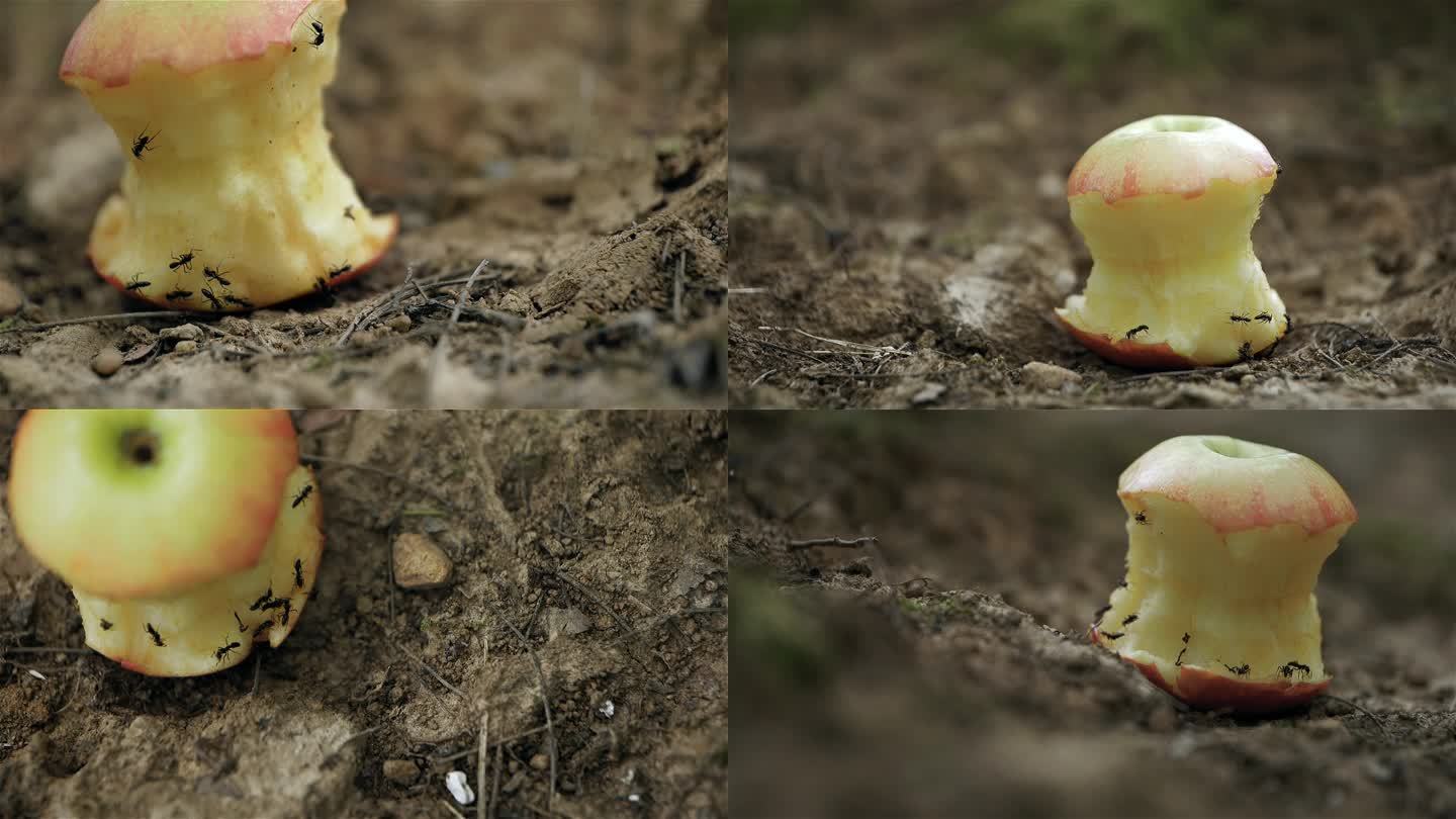 延时蚂蚁啃食苹果