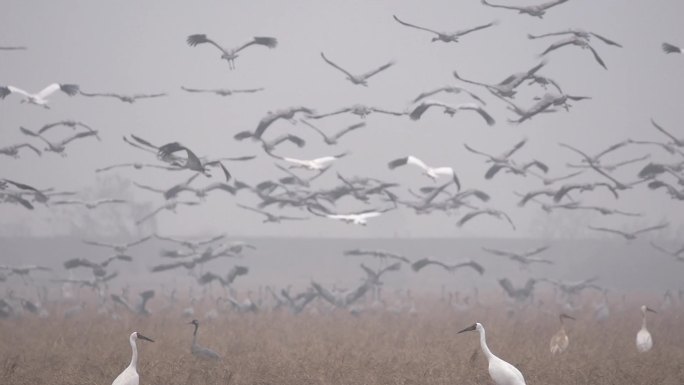 白鹤灰鹤在鄱阳湖保护区