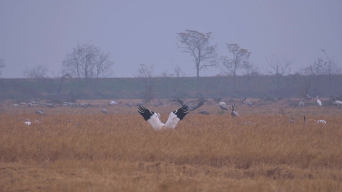 白鹤灰鹤在鄱阳湖保护区