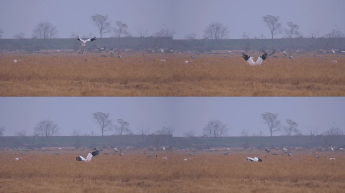 白鹤灰鹤在鄱阳湖保护区