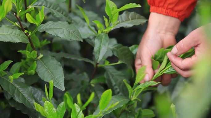 太平猴魁 黄山 茶叶 采茶 茶农 斗笠