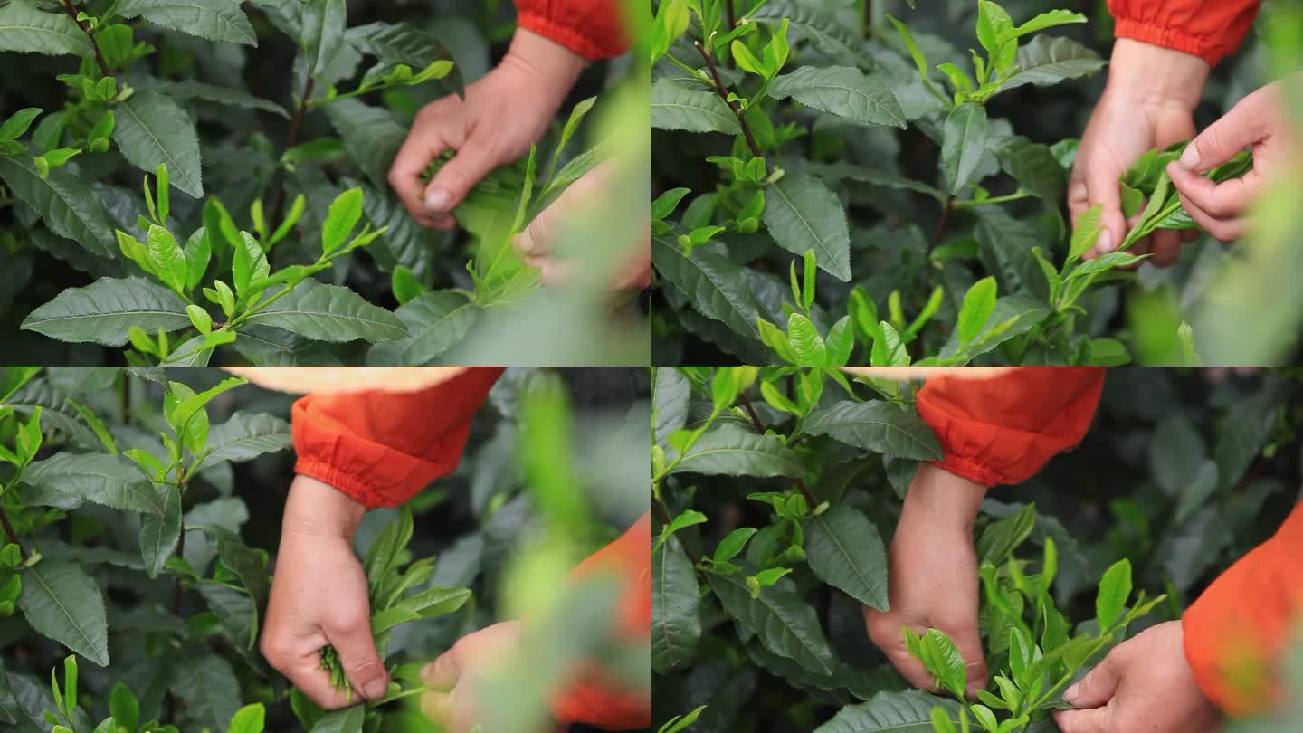 太平猴魁 黄山 茶叶 采茶 茶农 斗笠