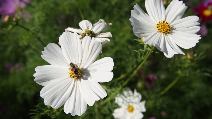 野花 格桑花 蜜蜂采蜜