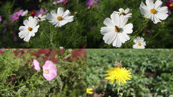 野花 格桑花 蜜蜂采蜜