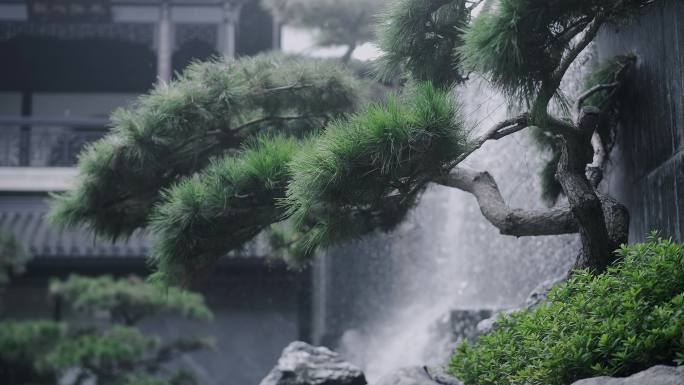 中式合院园林景观水景瀑布边生长旺盛的黑松