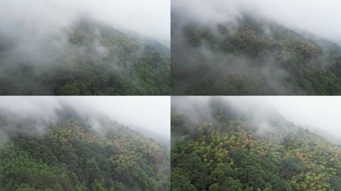 重庆山火后，北碚缙云山降雨，云雾缭绕航拍