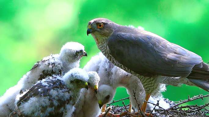 树上或者飞行捕食的灰脸狂鹰亲鸟营巢育雏