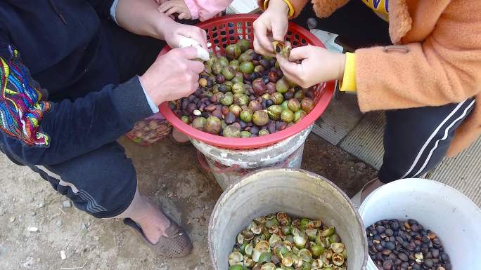 油茶果素材