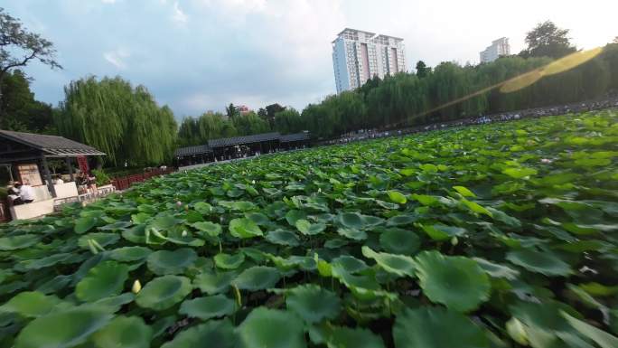 荷花 水池 航拍 穿越机 FPV 莲花