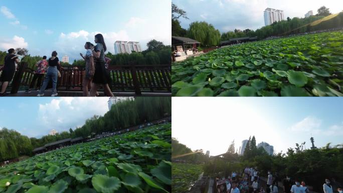 荷花 水池 航拍 穿越机 FPV 莲花