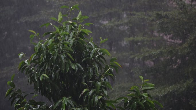 下雨天树木摇晃素材