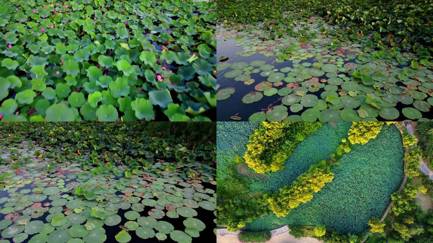 荷花荷叶池塘