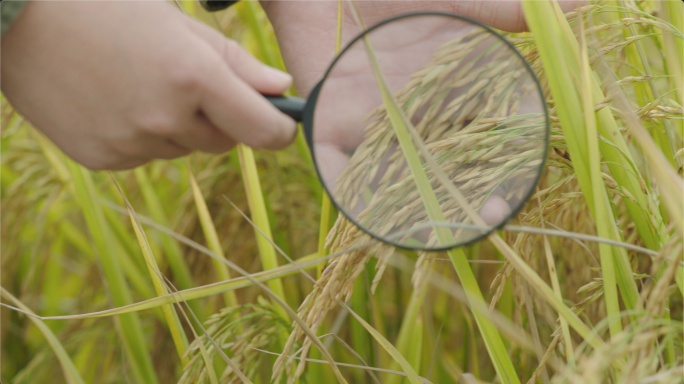 农业专家在田地里检查农作物2水稻特写