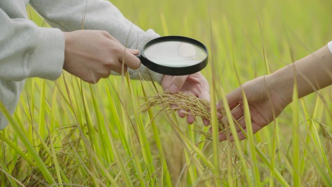 农业专家在田地里检查农作物2水稻特写