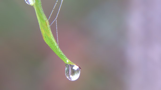 露珠草叶