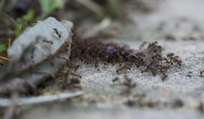 蚂蚁蚂蚁觅食群蚂蚁蚂蚁搬运食物微距摄影
