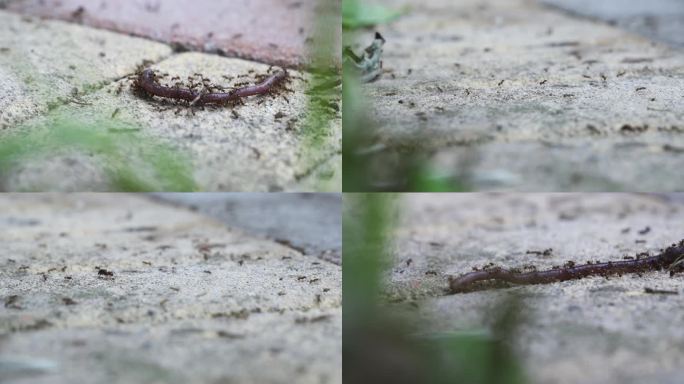 蚂蚁蚂蚁觅食群蚂蚁蚂蚁搬运食物微距摄影