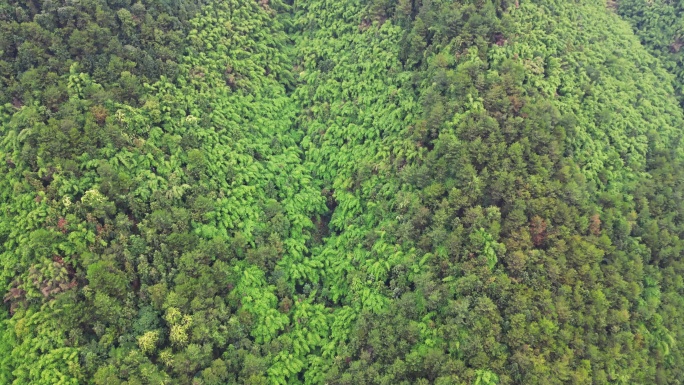 重庆山火后，北碚缙云山降雨，云雾缭绕航拍