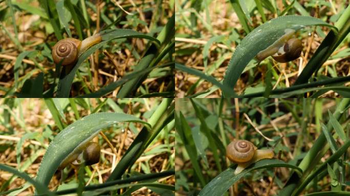 草丛蜗牛