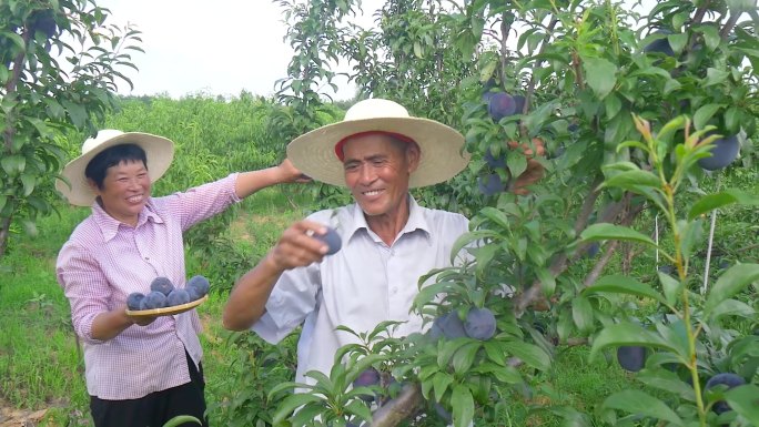 李子种植基地