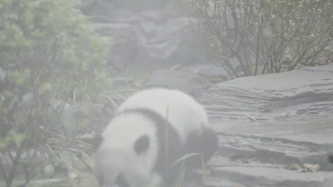 成都大熊猫基地SLOG3