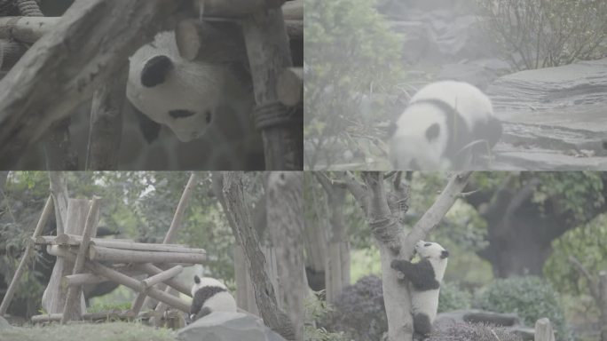 成都大熊猫基地SLOG3