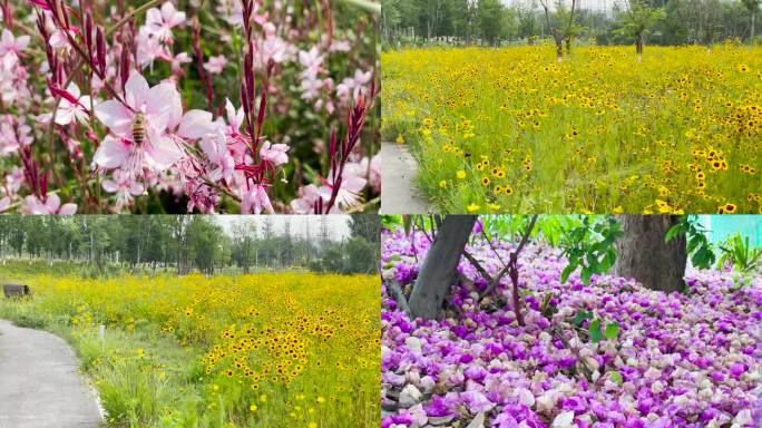 粉色花朵蜜蜂花瓣