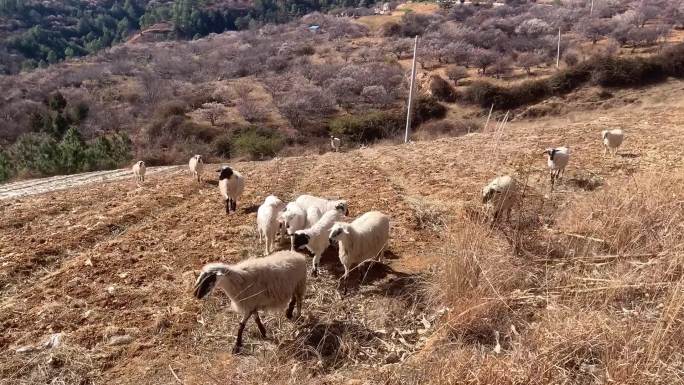 牧羊羊群跑山羊绵羊