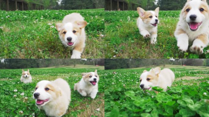 宠物犬小柯基欢乐的在草地上奔跑慢镜头