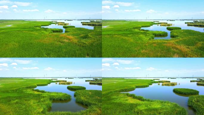 平原大地湖泊-湿地芦苇荡