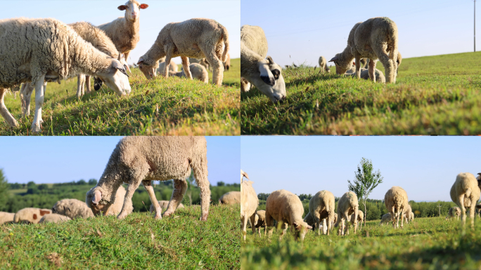 羊群羊吃草草原羊群01