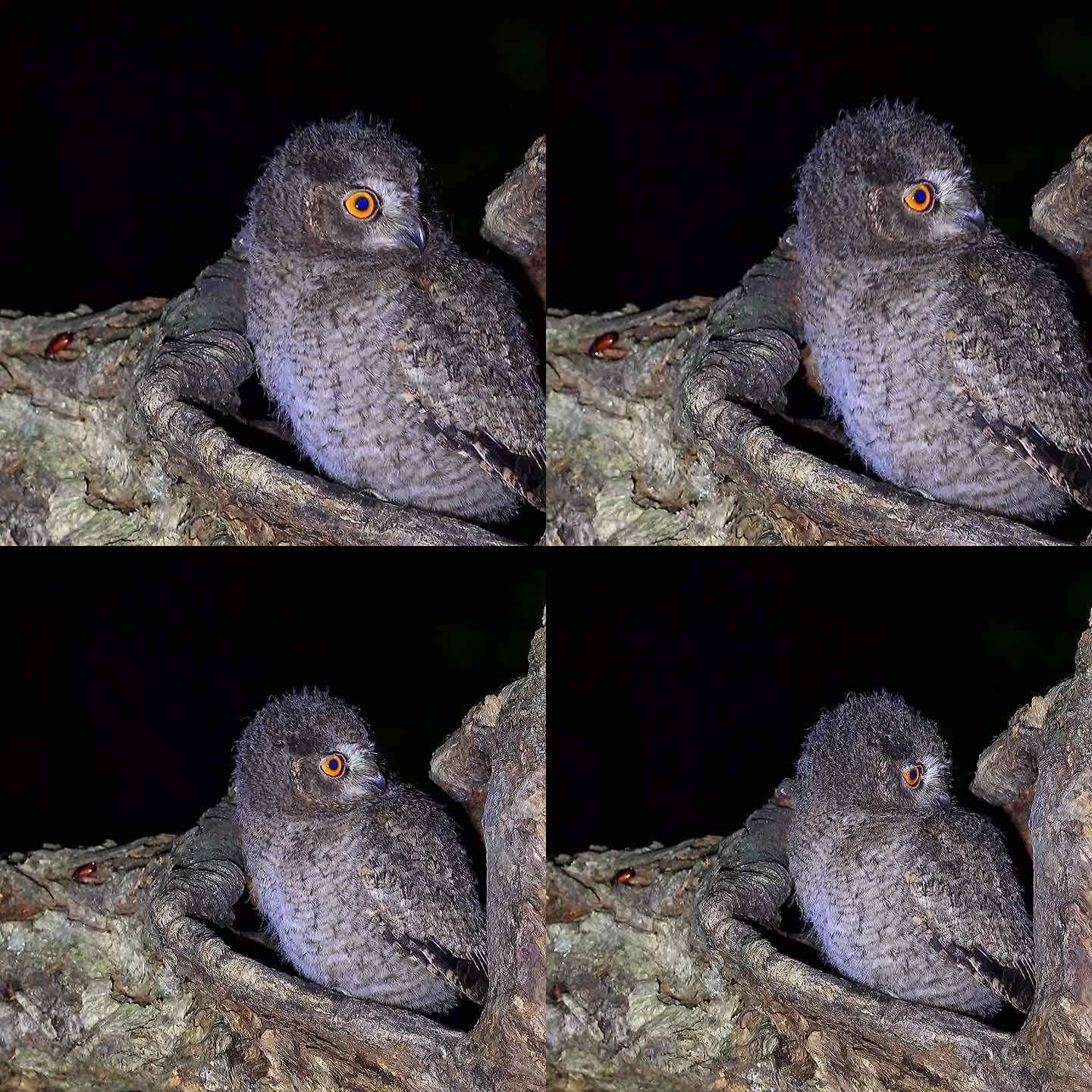 夜行性动物斑头鸺鹠大眼萌鸮号称小猫头鹰2