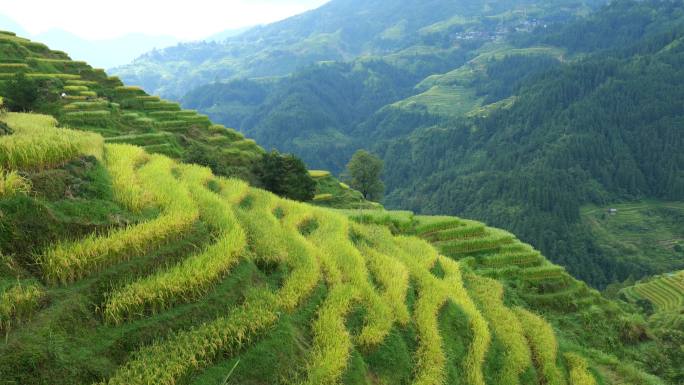 山区农民收割稻谷
