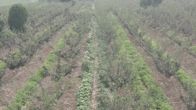 花椒种植乡村振兴农业种植航拍