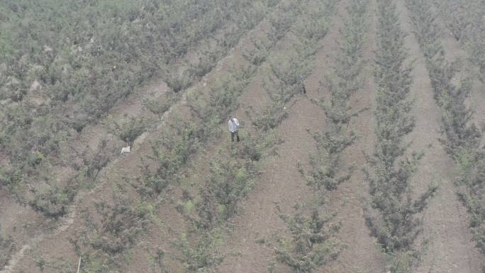 花椒种植乡村振兴农业种植航拍