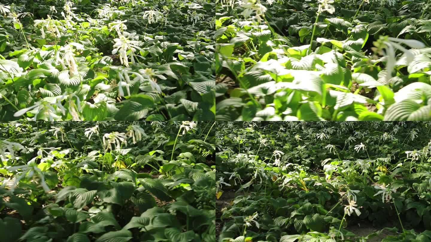 拍摄地坛公园里的一大片白兰花移动镜头