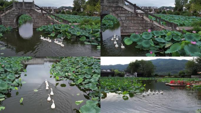 实拍4K呈坎荷塘大白鹅群