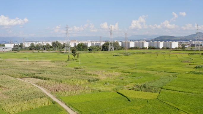 绿色海浪农田城市周边乡村振兴